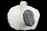 Detailed Austerops & Gerastos Trilobite Association #76981-1